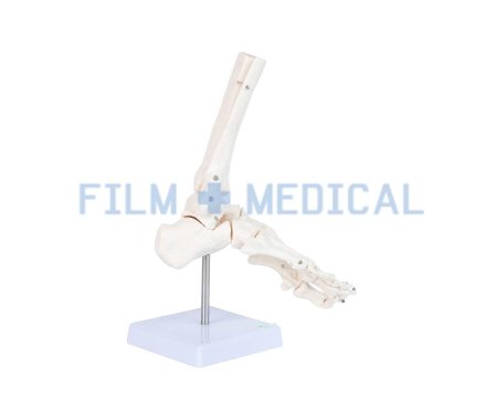 Foot Model on Stand